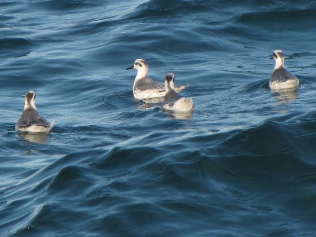 Red Phalaropes